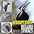 Woodpecker Dots Lines Spira...