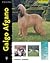 Galgo Afgano