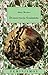 Democracia feminista (Feminismos / Feminism) (Spanish Edition)