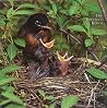 The American Robin: A Backyard Institution The American Robin: A Backyard Institution