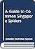 A Guide to Common Singapore Spiders