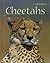 Cheetahs (Animal Ways)