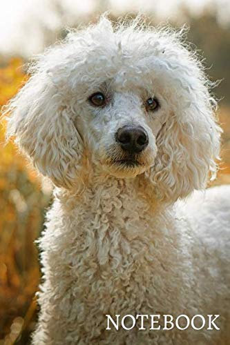 Poodle Designed Lined Notebook (Paperback)