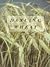 Dancing Wheat