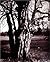 Eugène Atget's Trees: Newly...