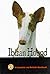 Ibizan Hound