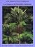 The Palms of New Caledonia ...