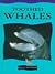 Toothed Whales (Read All About Whales)