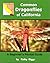 Common Dragon Flies of California: A Beginner's Pocket Guide