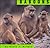 Baboons (Animals)