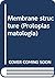 Membrane structure (Protoplasmatologia)