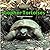 Gopher Tortoises (The Library of Turtles and Tortoises)