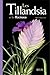 Les Tillandsia et les Racinaea by Aline Raynal roques