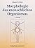 Morphologie des menschlichen Organismus.