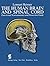 The Human Brain and Spinal ...