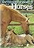 Wonderful World of Horses