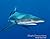 Shark Encounters