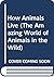 How Animals Live (The Amazing World of Animals in the Wild)