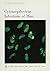 Cytomegalovirus Infections of Man