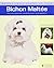 Bichon Maltes: Una Introduc...