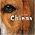 Chiens (French Edition)