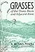 Grasses of the Trans-Pecos and Adjacent Areas by A. Powell