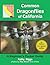 Common Dragon Flies of California: A Beginner's Pocket Guide