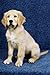 How to Raise & Train a Happy & Healthy Golden Retriever by Joy Adams