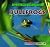 Bullfrogs
