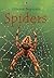 Spiders by rebecca-gilpin Spiders by rebecca-gilpin