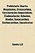 Prehistoric Sharks: Eugeneodontida, Petalodontiformes, Megalodon, Carcharocles Chubutensis, Cretoxyrhina, Carcharocles Angustidens