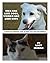 Men Are Like Dogs, Women Are Like Cats: A Guide To Finding Love In This Dog Eat Dog World