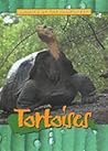 Tortoises (Animals of the Rainforest)