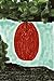 The Picasso Apple