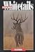 Hunting Trophy Whitetails