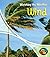 Wind