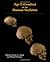 Age Estimation of the Human Skeleton