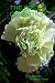 The Green Carnation