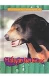 Malayan Sun Bears (Animals of the Rain Forest)