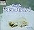 Find the Polar Animal (Welcome Books: Hide and Seek)
