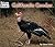 California Condor (Welcome Books)