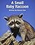 A Small Baby Raccoon