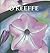 O'Keeffe (Perfect Squares)