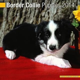 Border Collie Puppies 2013 Wall Calendar #10210-13