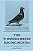 The Thoroughbred Racing Pigeon by Jeremy Kilpatrick