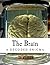 The Brain: A Decoded Enigma