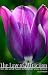 The Law of Attraction (Unit...