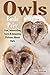 Owls: Birds Of Prey