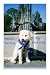 Belden the Dog: Why do I ha...