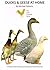 Ducks and Geese at Home